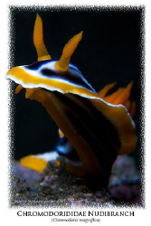 "Framed" (Chromodoris magnifica) - Tulamben, Bali (Canon ... by Marco Waagmeester 